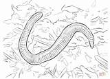 Coloring Earthworm Snap Click sketch template