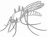 Mosquito Coloring Pages Printable Kids Template Mosquitoes Animal Colouring Drawing Colour Book Bestcoloringpagesforkids Drawings Simple Insects Choose Board sketch template
