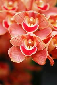 orchids peaches ideas   orchids beautiful orchids orchid