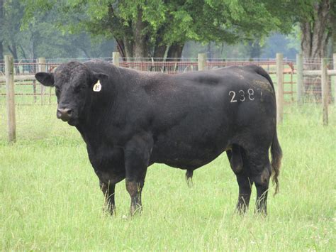 bull breeding soundness examinations alabama cooperative extension system