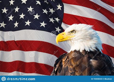 bald eagle superimposed on the american flag stock image