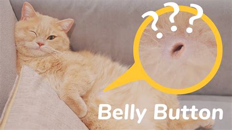 😱youll Never Believe Cats Have Belly Button🤔 Youtube