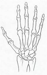 Bones Hand Wrist Bone Outline Unlabeled Anatomy Science Source Draw Diagram Drawings Study Designs Photograph Google Skull Spiral Ca sketch template