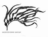 Kelp Seaweed Clipartmag sketch template
