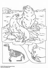 Coloring Sea Lions Large Edupics sketch template