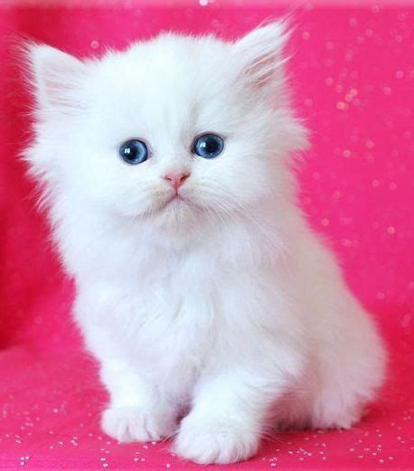teacup white persian kittens google search persian kittens white cats white persian kittens