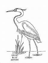 Heron Coloring Egret Herron Animalstown Pyrography Colorare Ota Canku Nine Airone 1coloring sketch template