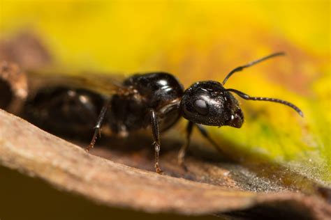 Ants Of Hong Kong Sar China Myrmecological News Blog