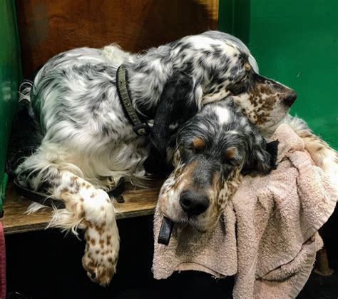 english setter puppies  sale uk english setter   brink  extinction  dog lovers