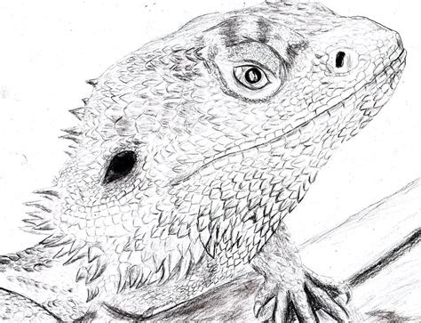 bearded dragon drawing wallpapers background dragon coloring page