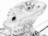 Bearded Dragon Drawing Coloring Pogona Vitticeps Pages Drawings Deviantart Choose Board Paintingvalley sketch template