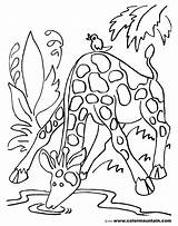 Coloring Drinking Water Pages Giraffe Getcolorings Col Getdrawings sketch template