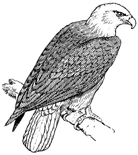 eagle coloring pages  coloring pages