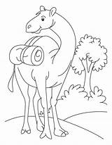 Camel Coloring Pages Kids Drawing Se Cartoon Color Printable Colouring Funny Standing Field Desert Ount Oo Caravan Animals Getdrawings Print sketch template