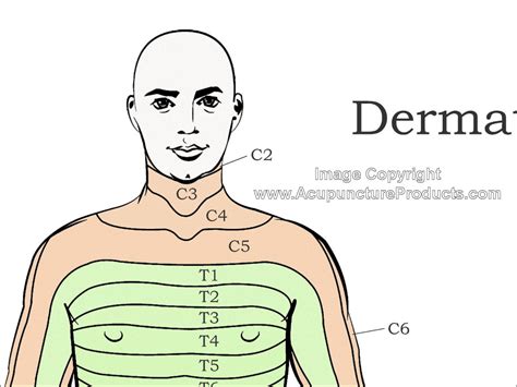 dermatome map chest dermatome map images   finder