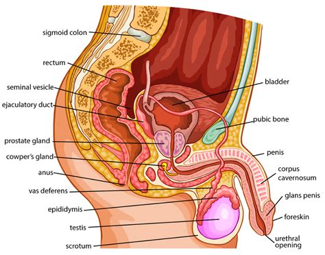 the gross structure of the male reproductive system