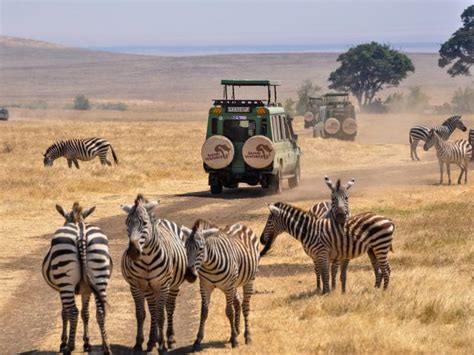 african safaris tours   operator safari ventures