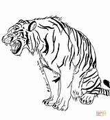 Tiger Coloring Pages Snarling Realistic Tracing Supercoloring Tigers Color Clipart sketch template