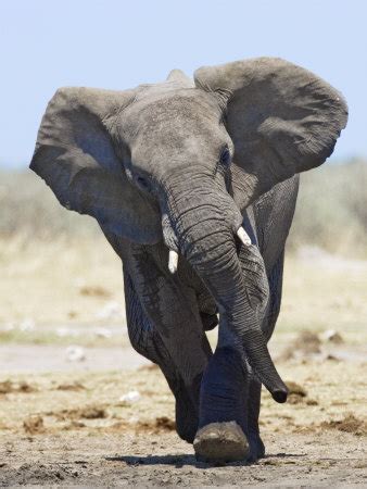african elephant charging etosha national park namibia lamina por tony heald en allposterses