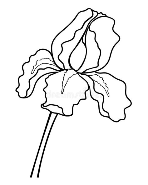 iris flower linear vector illustration  coloring iris  garden
