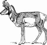 Bongo Mammals Antelopes sketch template