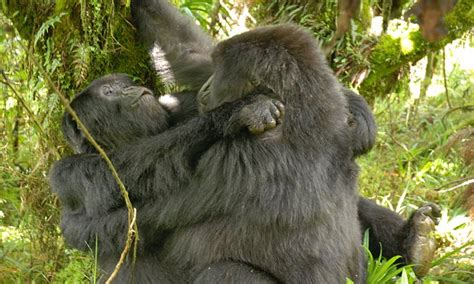 australian scientist spots female gorillas in the midst of same sex