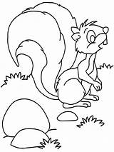 Coloring Squirrel Pages Jumbo sketch template