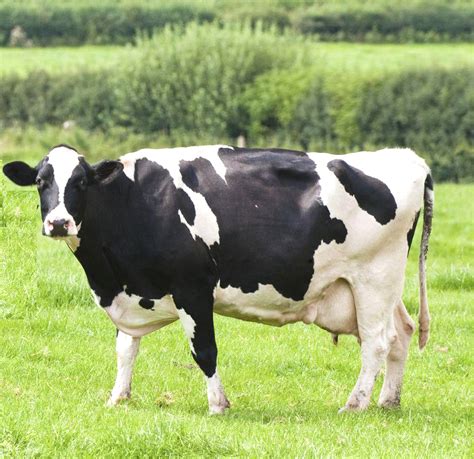 dairy  farming modern farming methods