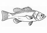 Fisch Malvorlage Pesce Bass Pez Vis Zeichnung Kleurplaat Fische Fisk Schulbilder Edupics Malvorlagen Unterricht sketch template