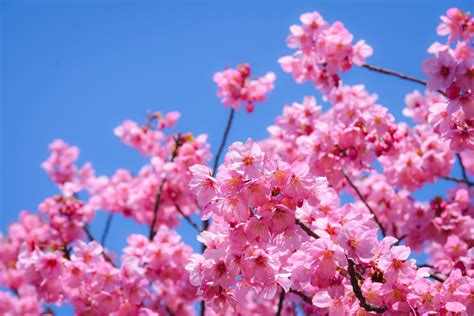 cherry blossom foto