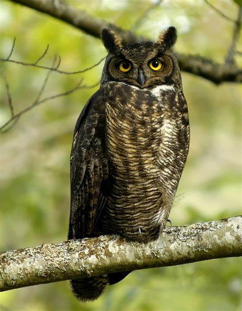 owls    calls identification  cultural significance hubpages