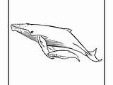 Whale Humpback Coloring Pages Printable Drawing Getdrawings Shark Jonah Getcolorings sketch template