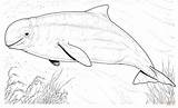 Beluga Baleia Ausmalbilder Colorir Whales Arctic Ausmalbild Mammals Bowhead Balena Supercoloring Vorbei Schwimmt Sperm sketch template