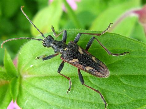 insects  scotland  beetles