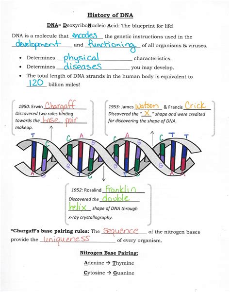 dna structure worksheet answer key