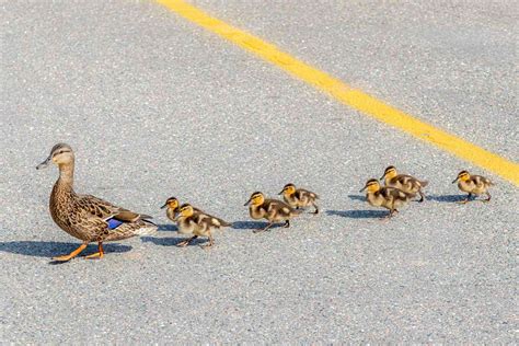 man helps mother duck   ducklings safely cross  street daily