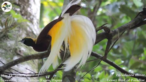 Lesser Bird Of Paradise Paradisaea Minor An Insectivore