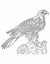 Hawk Falcon Falge Ausmalbilder Shinned Peregrine Getcolorings sketch template