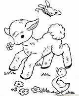 Lambs Easter Coloring Printable Pages Calf Playing Online Lamb Animals Colouring Color Spring sketch template