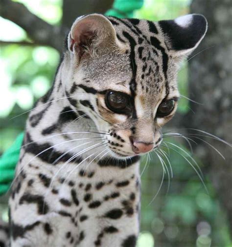 the tree dwelling margay central and south america small wild cats