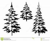 Pine Tree Outline Trees Drawing Fir Clipart Coloring Forest Simple Douglas Silhouette Background Drawings Christmas Svg Pines Logo Line Sketch sketch template