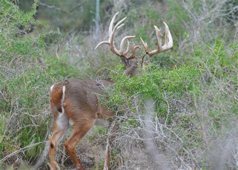 South Texas Whitetail Deer Hunting Packages And Trophy