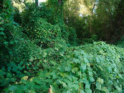 invasive vegetation removal stewardship