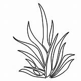 Coloring Plants Pages Seaweed Grass Plant Drawing Coral Printable Sea Outlines Color Kelp Underwater Sheet Pencil Colouring Malvorlagen Seagrass Clipartmag sketch template