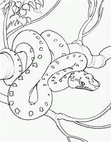 Anaconda Snake Sammy sketch template