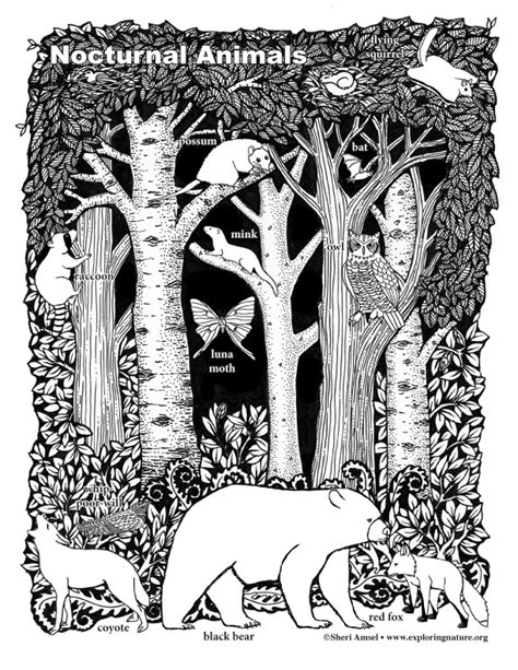 nocturnal animals coloring page