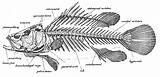 Bones Perch Fisch Trout Ryba Internal Fishes Szkielet Szkieletu Labeled Pesce Pesci Scheletro sketch template