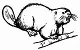 Castor Beaver 1608 Coloriage Animaux Castores Coloriages Juegan Divierten Aprenden sketch template
