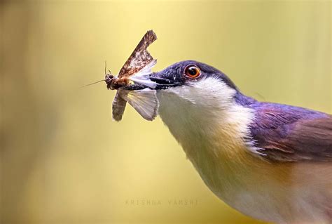 Ashy Prinia Takes A Moth 🐝🐦 Your Best Birds Po Flickr