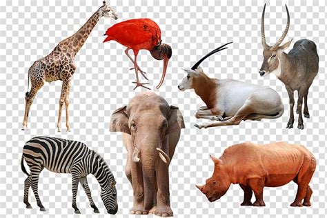 wild animals transparent background png clipart hiclipart
